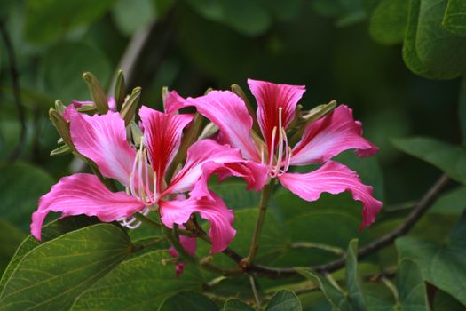 The flowers of orchid Tree or purder have pink flowers.