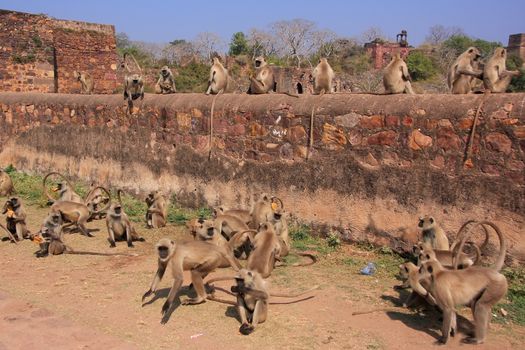 Gray langurs (Semnopithecus dussumieri) playing at Ranthambore Fort, Rajasthan, India