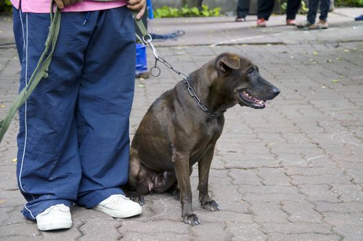 BANGKOK - AUGUST 2 2014, Dusit Sound Dog Show in Dusit Zoo or Kaow-din Zoo ,More Dog have a special talent show for free,for people who come to visit Dusit Zoo. AUGUST 2 2014 - BANGKOK THAILAND