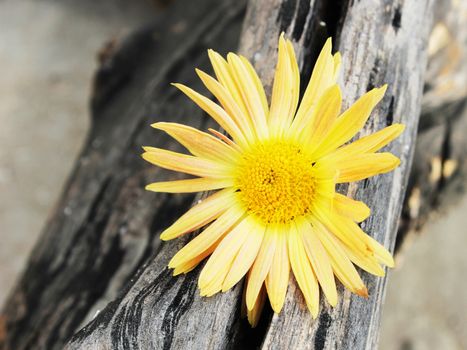 A yellow chrysanthemum flower trapped in a crack in an old weathered wood log. 
