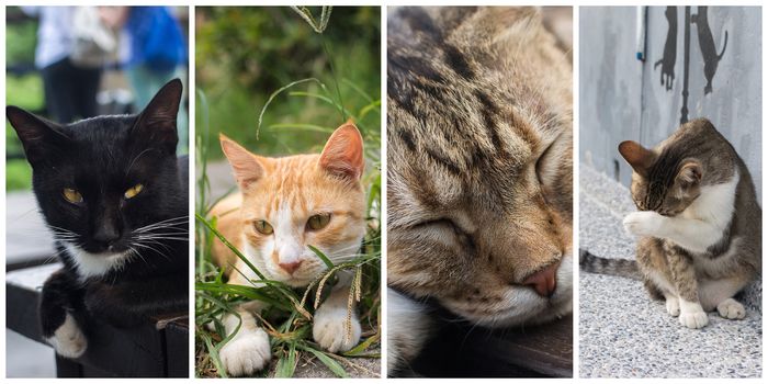 Collection of cat on the street in daytime.