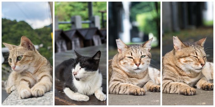 Collection of cat on the street in daytime.