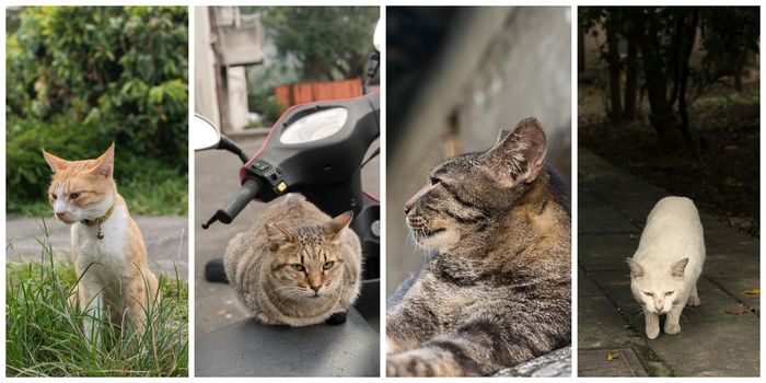 Collection of cat on the street in daytime.