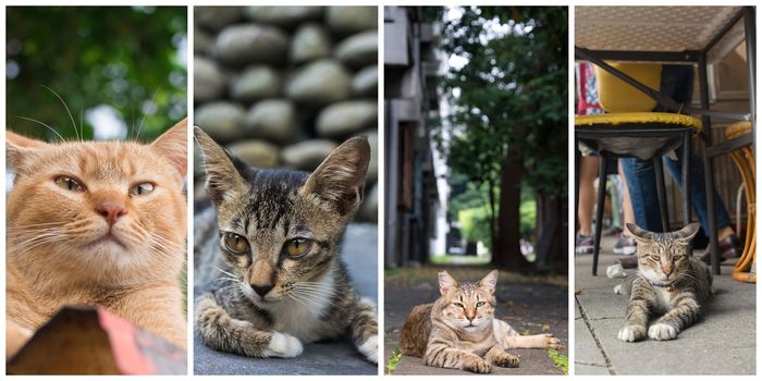 Collection of cat on the street in daytime.