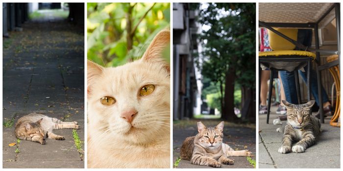 Collection of cat on the street in daytime.