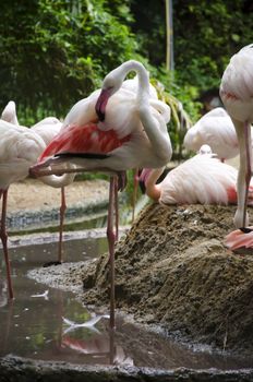 flamingo birds