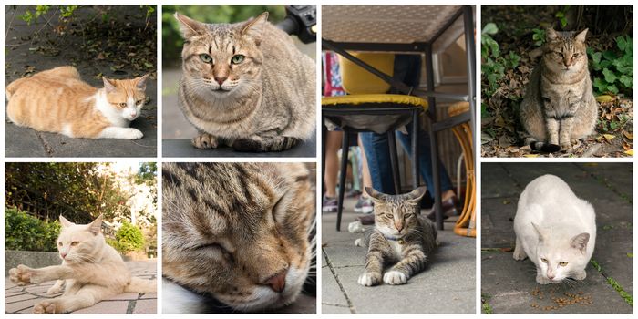 Collection of cat on the street in daytime.