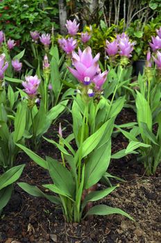 a Siam Tulip