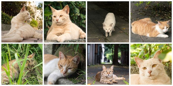 Collection of cat on the street in daytime.