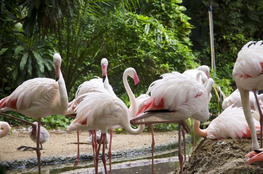 flamingo birds