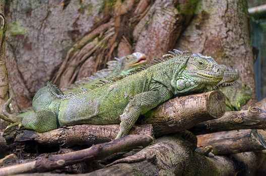 iguanas