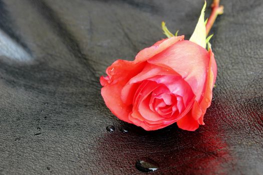 Bright red rose shot against a black leather background. Ideal for rose day, valentines, love and romance concepts.
