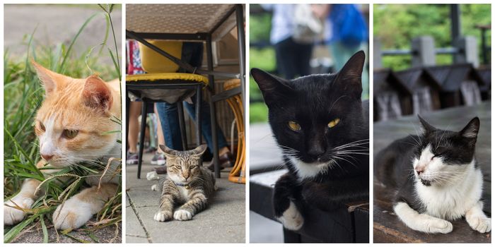 Collection of cat on the street in daytime.