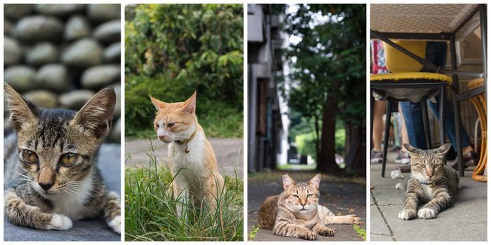 Collection of cat on the street in daytime.