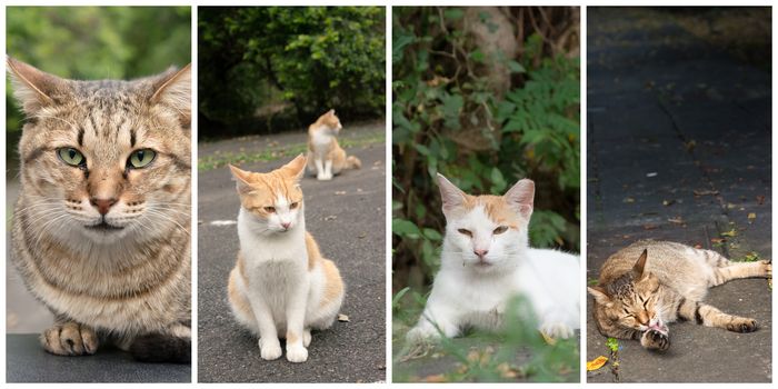 Collection of cat on the street in daytime.