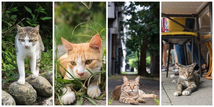 Collection of cat on the street in daytime.