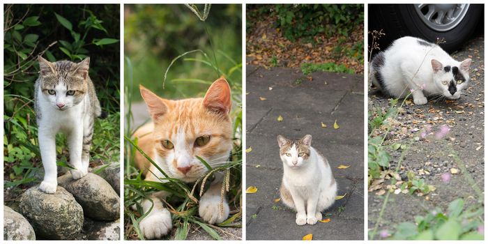 Collection of cat on the street in daytime.