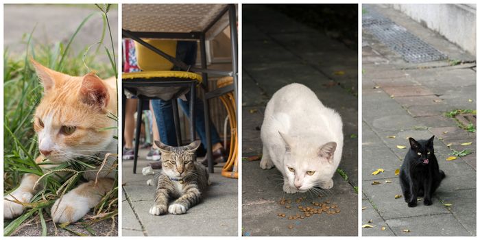 Collection of cat on the street in daytime.