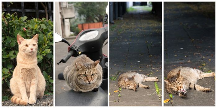 Collection of cat on the street in daytime.