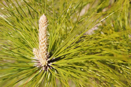 Core of a pine tree with the cone or bud developing amidst the green pine needles. Ideal for use in flora or natural beauty concepts.
