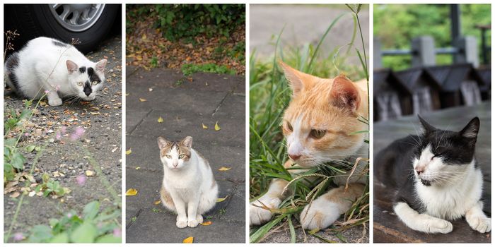 Collection of cat on the street in daytime.