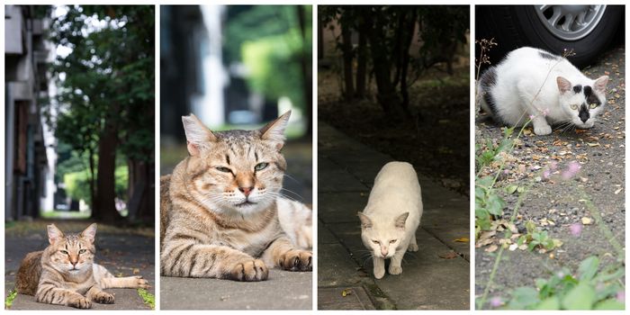 Collection of cat on the street in daytime.