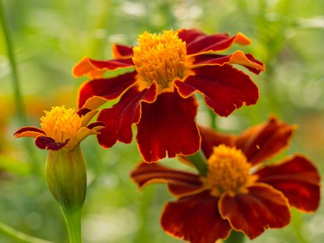 Trio of colorful red and yellow flowers