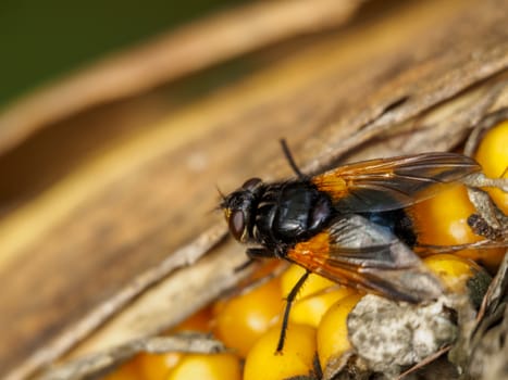 Closeup of a fly resting on maize