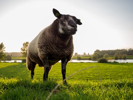 backlit male dark sheep staring at camera