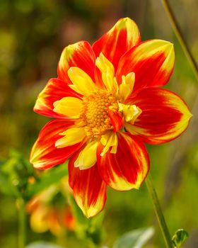 Bright yellow and red colored Dahlia flower