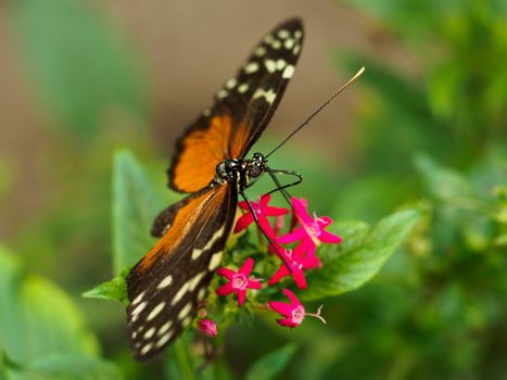 Closeup of spotted orange yellow butterfly on pink flower