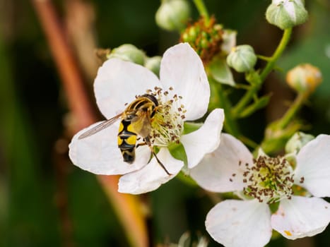 Wasp resting on white flower at dusk