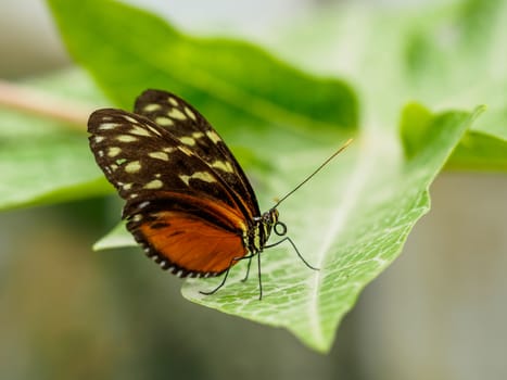 Closeup of spotted orange yellow butterfly on leaf