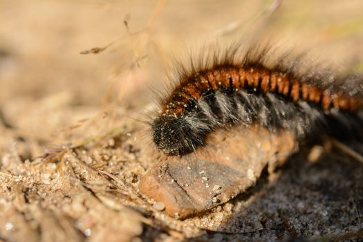 Extreme closeup of hairy brown red caterpillar
