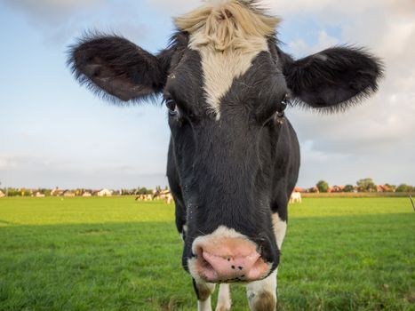 Portrait of a cow staring at the camera