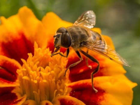 Wasp resting on a bright and colorful flower