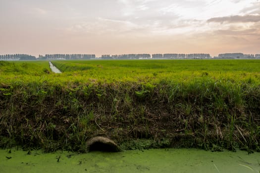 Duckweed covered ditch in typical dutch landscape