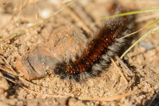 Extreme closeup of hairy brown red caterpillar