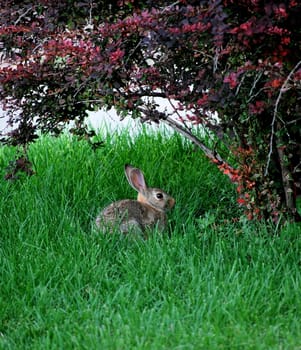 Rabbit sitting in the grass outdoors.
