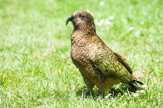 Nestor Notabilis, Kea is an endemic mountain parrot in Arthur's Pass - Southern Alps, New Zealand. It is a very smart, omnivorous bird 