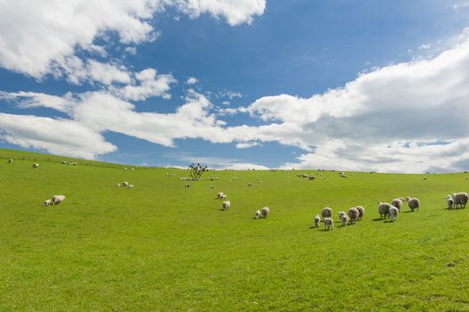 Common view in the New Zealand - hills covered by green grass with herds of sheep