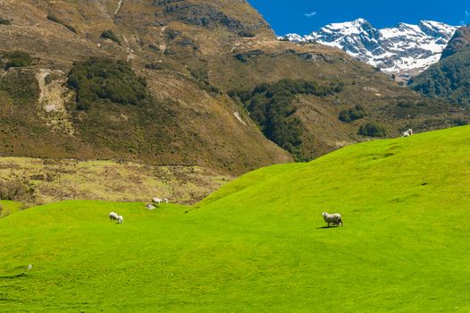 Beautiful landscape of the New Zealand - hills covered by green grass with herds of sheep with mighty mountains covered by snow behind. Glenorchy, New Zealand
