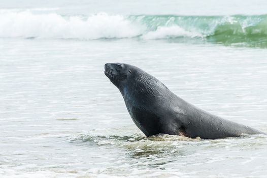 Adult New Zealand sea lion (Phocarctos hookeri) on the Curio Bay beach as it is comming from the sea, Southland - New Zealand