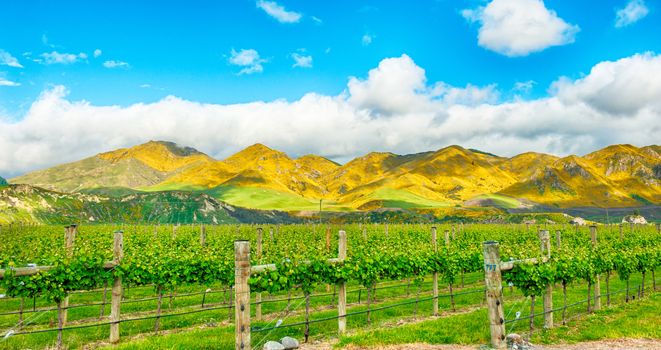 Beautiful mountains of New Zealand covered by blooming yellow gorse (Ulex europaeus) and winery in the front