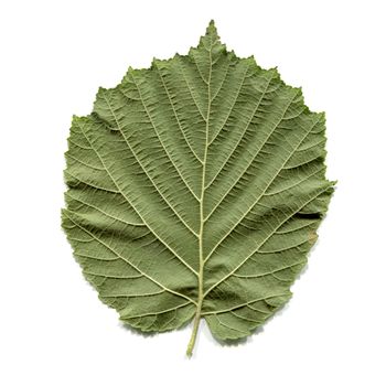 Leaf of a hazel tree aka Corylus isolated over white background