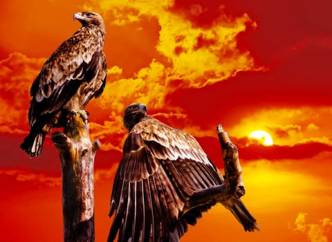 Two eagles on  tree against the red sky