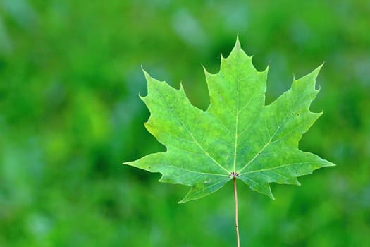 Photo shows details of green maple leaf.