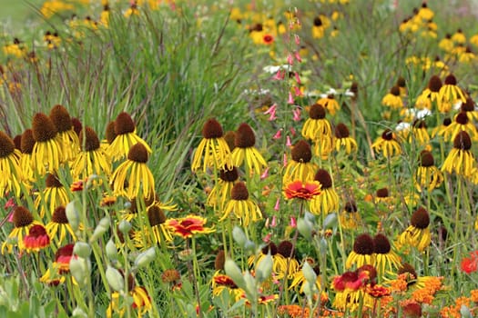Photo shows details of colourful flowers in the garden.
