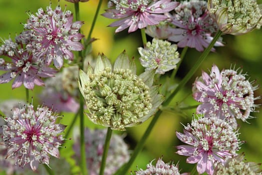 Photo shows details of colourful flowers in the garden.