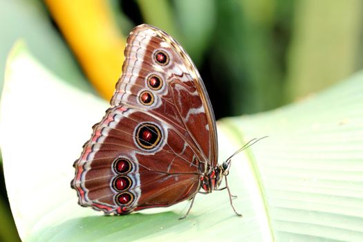 Photo shows details of colourful butterfly in the park.